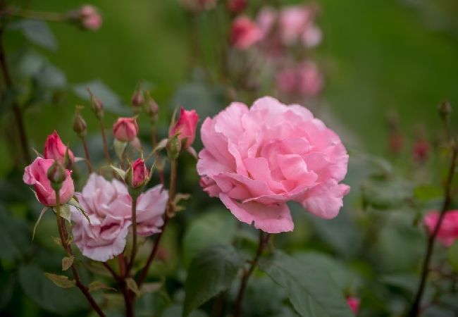 Casa a Icici - Casa di vacanza in Ičići con vista mare, balcone, Climatizzazione, WIFI (4683-1) Casa a Icici - Casa di vacanza in Ičići con vista mare, balcone, Climatizzazione, WIFI (4683-1)
