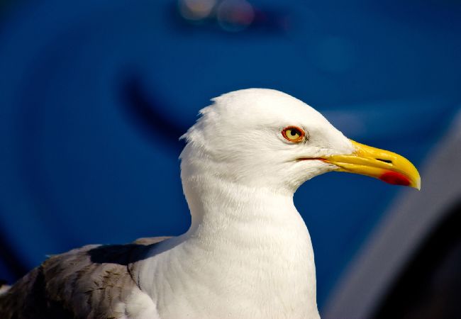 Affitto per camere a Nerezine - Camera in Nerezine con terrazzo, WIFI (4827-5) Affitto per camere a Nerezine - Camera in Nerezine con terrazzo, WIFI (4827-5)
