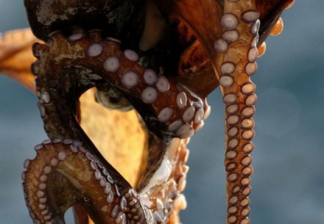 Appartamento a Lopar - Appartamento in Loparo (Lopar) con vista mare, terrazzo, Climatizzazione, WIFI (4842-2) Appartamento a Lopar - Appartamento in Loparo (Lopar) con vista mare, terrazzo, Climatizzazione, WIFI (4842-2)