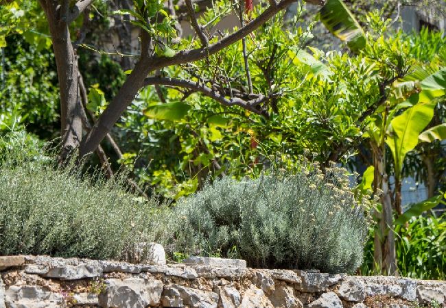 Appartamento a Mali Lošinj - Appartamento in Lussinpiccolo (Mali Losinj) con vista mare, balcone, Climatizzazione, WIFI (4896-3) Appartamento a Mali Lošinj - Appartamento in Lussinpiccolo (Mali Losinj) con vista mare, balcone, Climatizzazione, WIFI (4896-3)