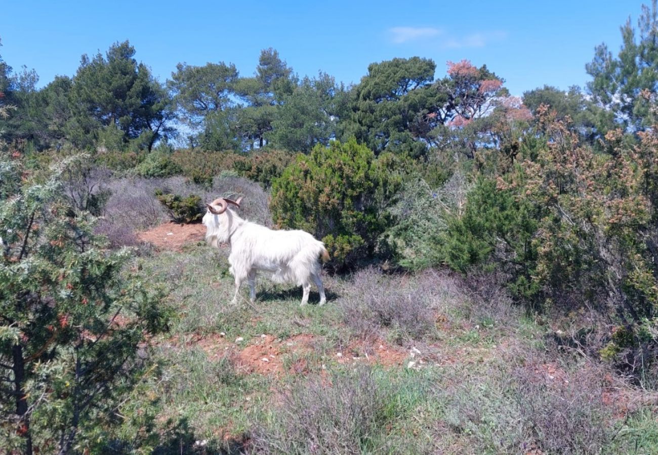 Appartamento a Mali Lošinj - Appartamento in Lussinpiccolo (Mali Losinj) con terrazzo, Climatizzazione, WIFI, Lavatrice (4913-1)