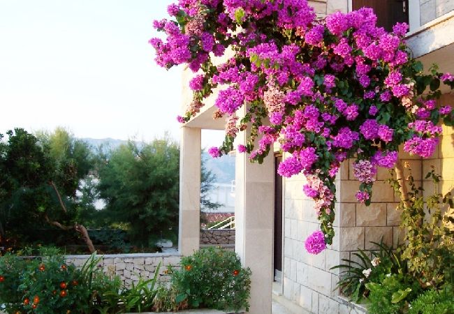 Appartamento a Povlja - Appartamento in Povlja con vista mare, terrazzo, Climatizzazione, WIFI (4991-2) Appartamento a Povlja - Appartamento in Povlja con vista mare, terrazzo, Climatizzazione, WIFI (4991-2)