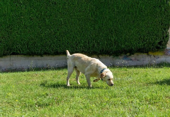 Appartamento a Porec - Appartamento in Parenzo (Porec) con balcone, Climatizzazione, WIFI, Lavatrice (4928-10) Appartamento a Porec - Appartamento in Parenzo (Porec) con balcone, Climatizzazione, WIFI, Lavatrice (4928-10)