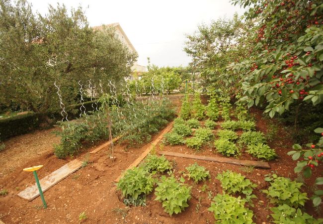 Apartament w Murter - Apartament w Murter z taras, Klimatyzacja, WIFI, Pralka (125-1) Apartament w Murter - Apartament w Murter z taras, Klimatyzacja, WIFI, Pralka (125-1)