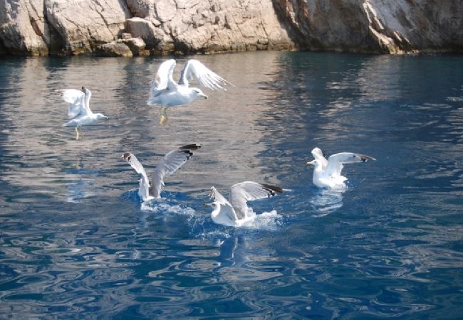 Apartament w Pisak - Apartament w Pisak z Widok na morze, balkon, Klimatyzacja, WIFI (195-1) Apartament w Pisak - Apartament w Pisak z Widok na morze, balkon, Klimatyzacja, WIFI (195-1)