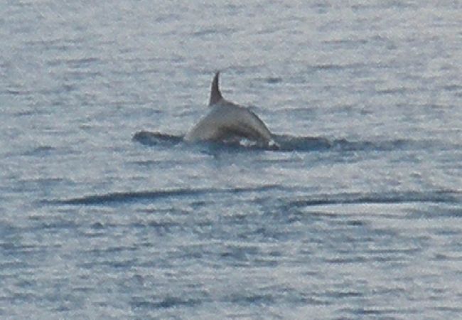 Apartament w Pisak - Apartament w Pisak z Widok na morze, balkon, Klimatyzacja, WIFI (195-1) Apartament w Pisak - Apartament w Pisak z Widok na morze, balkon, Klimatyzacja, WIFI (195-1)