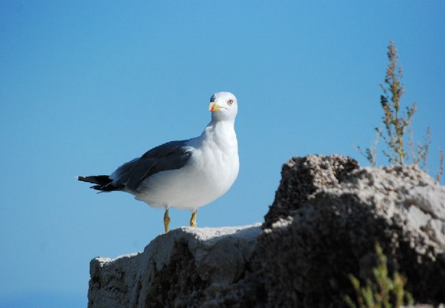 Apartament w Pisak - Apartament w Pisak z Widok na morze, balkon, Klimatyzacja, WIFI (195-1) Apartament w Pisak - Apartament w Pisak z Widok na morze, balkon, Klimatyzacja, WIFI (195-1)