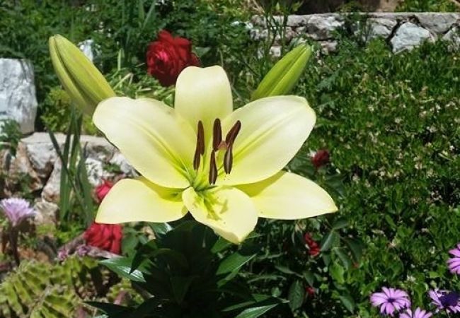 Apartament w Hvar - Apartament w Hvar z Widok na morze, taras, Klimatyzacja, WIFI (199-2) Apartament w Hvar - Apartament w Hvar z Widok na morze, taras, Klimatyzacja, WIFI (199-2)