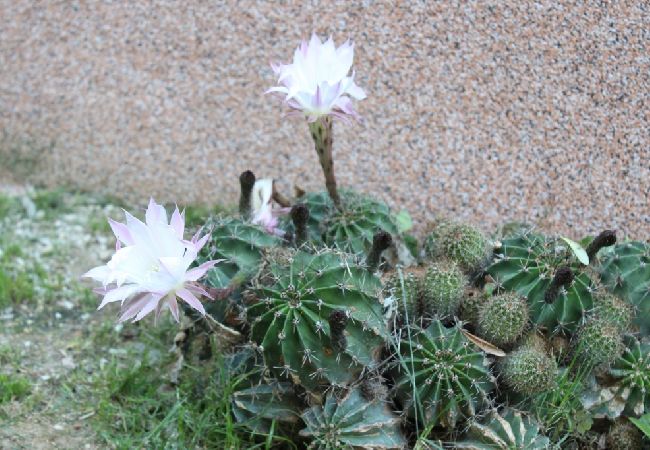 Apartament w Kaštel Sucurac - Apartament w Kaštel Sućurac z Widok na morze, balkon, Klimatyzacja, WIFI (570-3) Apartament w Kaštel Sucurac - Apartament w Kaštel Sućurac z Widok na morze, balkon, Klimatyzacja, WIFI (570-3)