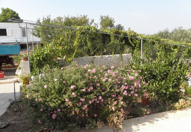 Apartament w Lumbarda - Apartament w Lumbarda z Widok na morze, taras, Klimatyzacja, WIFI (856-2) Apartament w Lumbarda - Apartament w Lumbarda z Widok na morze, taras, Klimatyzacja, WIFI (856-2)