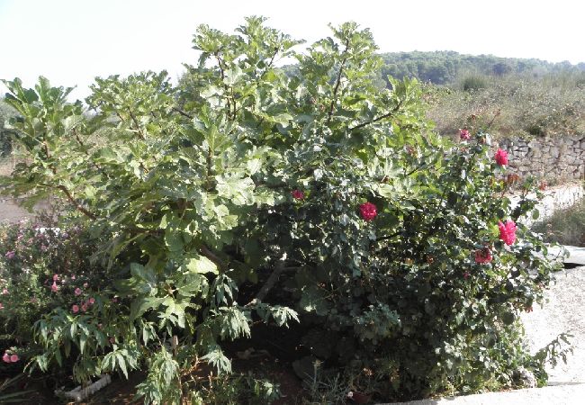 Apartament w Lumbarda - Apartament w Lumbarda z Widok na morze, taras, Klimatyzacja, Pralka (876-1) Apartament w Lumbarda - Apartament w Lumbarda z Widok na morze, taras, Klimatyzacja, Pralka (876-1)