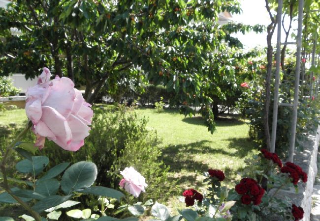 Apartament w Lopar - Apartament w Lopar z balkon, Klimatyzacja, WIFI, Pralka (893-1) Apartament w Lopar - Apartament w Lopar z balkon, Klimatyzacja, WIFI, Pralka (893-1)