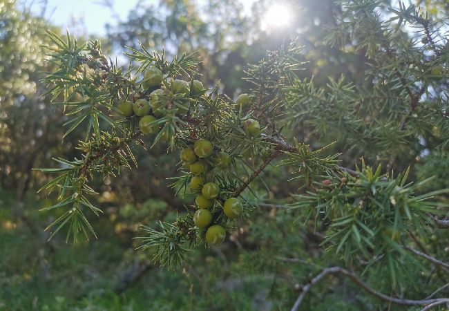 Apartament w Stivan - Apartament w Stivan z taras, Klimatyzacja, WIFI (920-1) Apartament w Stivan - Apartament w Stivan z taras, Klimatyzacja, WIFI (920-1)