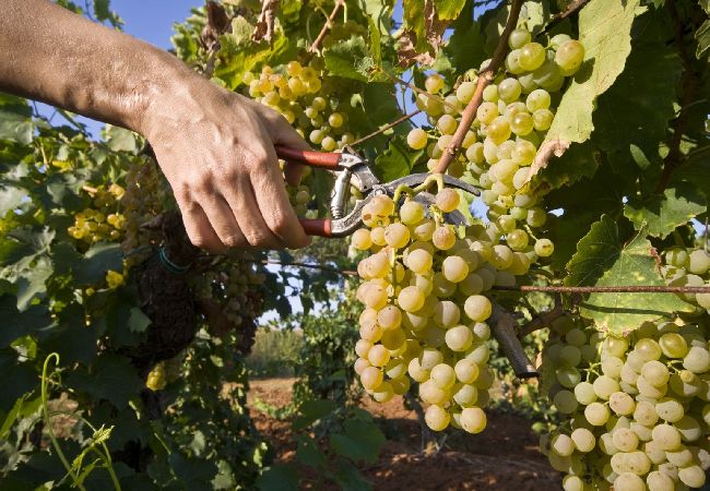 Pokój w Medulin - Pokój w Medulin z taras, Klimatyzacja (3488-5) Pokój w Medulin - Pokój w Medulin z taras, Klimatyzacja (3488-5)
