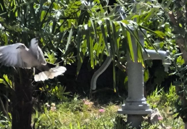 Apartament w Ražanj - Apartament w Ražanj z taras, Klimatyzacja, WIFI, Pralka (3567-1) Apartament w Ražanj - Apartament w Ražanj z taras, Klimatyzacja, WIFI, Pralka (3567-1)