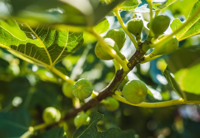 Studio w Žrnovo - Apartament Studio w Žrnovo z taras, Klimatyzacja, WIFI (3709-1) Studio w Žrnovo - Apartament Studio w Žrnovo z taras, Klimatyzacja, WIFI (3709-1)