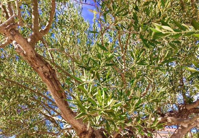 Apartament w Ražanj - Apartament w Ražanj z Widok na morze, taras, Klimatyzacja, WIFI (3743-1) Apartament w Ražanj - Apartament w Ražanj z Widok na morze, taras, Klimatyzacja, WIFI (3743-1)