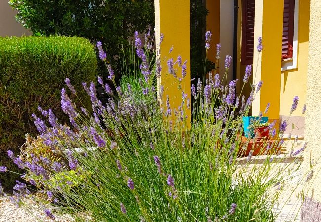 Apartament w Vir - Apartament w Vir z taras, Klimatyzacja, WIFI (4594-1) Apartament w Vir - Apartament w Vir z taras, Klimatyzacja, WIFI (4594-1)