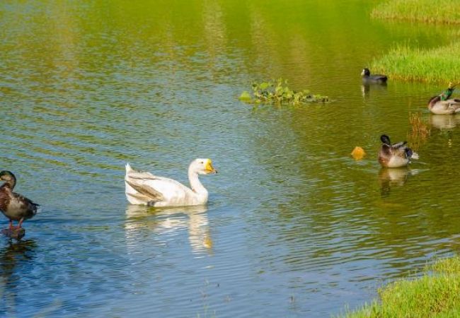 Apartament w Medulin - Apartament w Medulin z taras, Klimatyzacja, WIFI (4634-6) Apartament w Medulin - Apartament w Medulin z taras, Klimatyzacja, WIFI (4634-6)