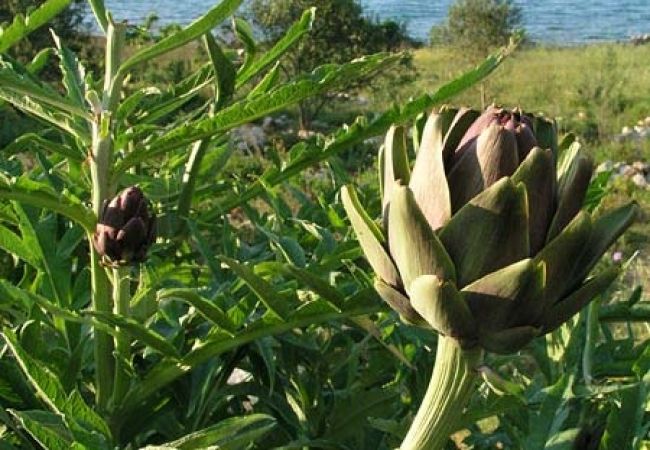 Apartament w Nevidane - Apartament w Neviđane z Widok na morze, balkon, Klimatyzacja, WIFI (4663-4) Apartament w Nevidane - Apartament w Neviđane z Widok na morze, balkon, Klimatyzacja, WIFI (4663-4)