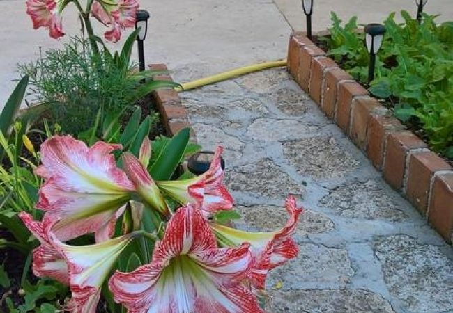 Apartament w Nerezine - Apartament w Nerezine z taras, Klimatyzacja, WIFI, Pralka (4827-3) Apartament w Nerezine - Apartament w Nerezine z taras, Klimatyzacja, WIFI, Pralka (4827-3)