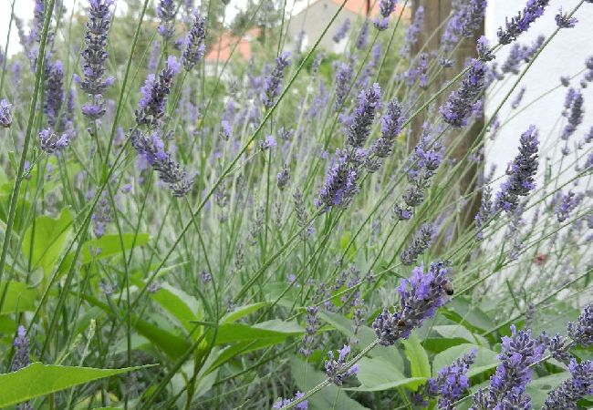 Studio w Hvar - Apartament Studio w Hvar z taras, Klimatyzacja, WIFI, Zmywarka (4858-3) Studio w Hvar - Apartament Studio w Hvar z taras, Klimatyzacja, WIFI, Zmywarka (4858-3)