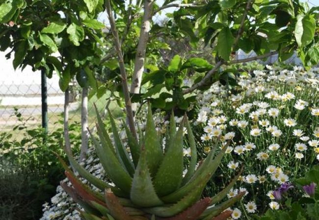 Apartament w Banjol - Apartament w Banjol z balkon, Klimatyzacja, WIFI, Zmywarka (4888-1) Apartament w Banjol - Apartament w Banjol z balkon, Klimatyzacja, WIFI, Zmywarka (4888-1)