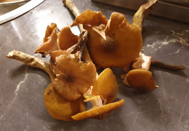 Studio w Mali Lošinj - Apartament Studio w Mali Lošinj z taras, Klimatyzacja, WIFI (4913-2) Studio w Mali Lošinj - Apartament Studio w Mali Lošinj z taras, Klimatyzacja, WIFI (4913-2)