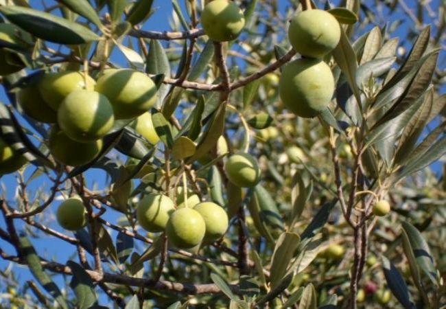 Apartament w Dvornica - Apartament w Stupin Čeline z Widok na morze, balkon, Klimatyzacja, WIFI (5149-1) Apartament w Dvornica - Apartament w Stupin Čeline z Widok na morze, balkon, Klimatyzacja, WIFI (5149-1)