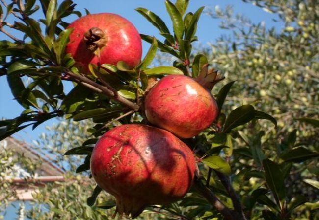 Apartament w Dvornica - Apartament w Stupin Čeline z Widok na morze, balkon, Klimatyzacja, WIFI (5149-1) Apartament w Dvornica - Apartament w Stupin Čeline z Widok na morze, balkon, Klimatyzacja, WIFI (5149-1)