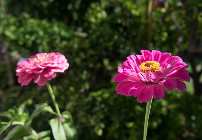 Apartament w Dvornica - Apartament w Stupin Čeline z Widok na morze, balkon, Klimatyzacja, WIFI (5149-1) Apartament w Dvornica - Apartament w Stupin Čeline z Widok na morze, balkon, Klimatyzacja, WIFI (5149-1)