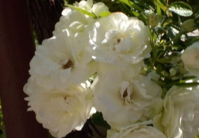 Apartament w Dvornica - Apartament w Stupin Čeline z Widok na morze, balkon, Klimatyzacja, WIFI (5149-1) Apartament w Dvornica - Apartament w Stupin Čeline z Widok na morze, balkon, Klimatyzacja, WIFI (5149-1)