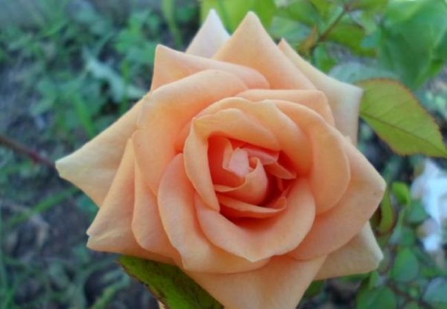 Apartament w Dvornica - Apartament w Stupin Čeline z Widok na morze, balkon, Klimatyzacja, WIFI (5149-1) Apartament w Dvornica - Apartament w Stupin Čeline z Widok na morze, balkon, Klimatyzacja, WIFI (5149-1)