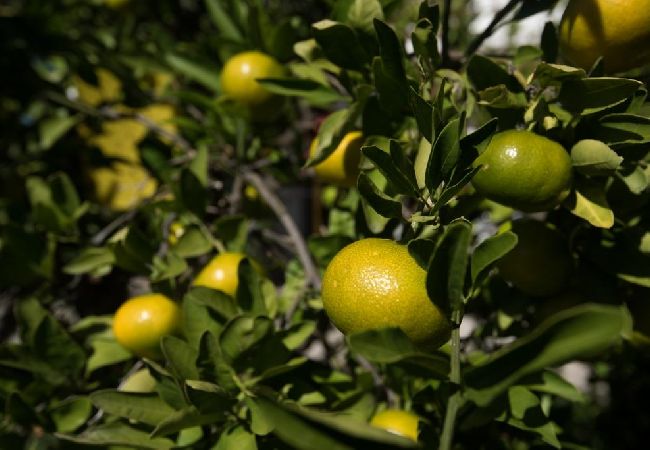 Apartament w Dvornica - Apartament w Stupin Čeline z Widok na morze, balkon, Klimatyzacja, WIFI (5149-1) Apartament w Dvornica - Apartament w Stupin Čeline z Widok na morze, balkon, Klimatyzacja, WIFI (5149-1)