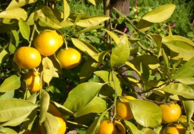 Apartament w Dvornica - Apartament w Stupin Čeline z Widok na morze, balkon, Klimatyzacja, WIFI (5149-1) Apartament w Dvornica - Apartament w Stupin Čeline z Widok na morze, balkon, Klimatyzacja, WIFI (5149-1)