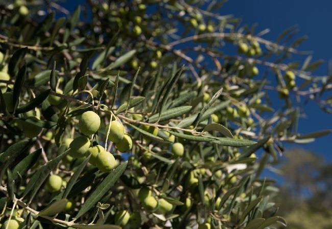 Apartament w Dvornica - Apartament w Stupin Čeline z Widok na morze, balkon, Klimatyzacja, WIFI (5149-1) Apartament w Dvornica - Apartament w Stupin Čeline z Widok na morze, balkon, Klimatyzacja, WIFI (5149-1)