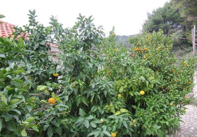 Apartament w Saplunara - Apartament w Saplunara z Widok na morze, taras, Klimatyzacja, WIFI (5197-5) Apartament w Saplunara - Apartament w Saplunara z Widok na morze, taras, Klimatyzacja, WIFI (5197-5)