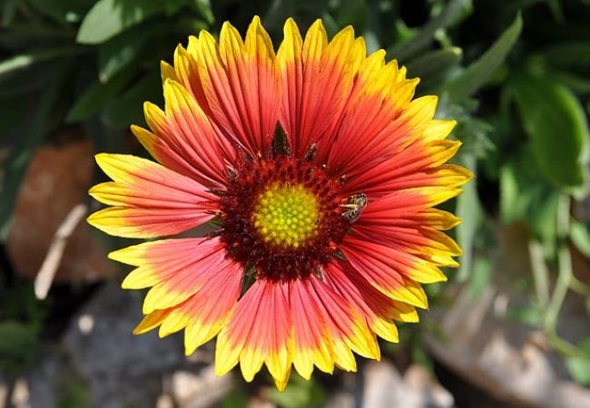 Апартаменты на Savudrija - Ferienwohnung in Savudrija mit Meerblick, Terrasse, Klimaanlage, W-LAN (123-7) Апартаменты на Savudrija - Ferienwohnung in Savudrija mit Meerblick, Terrasse, Klimaanlage, W-LAN (123-7)