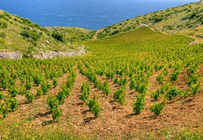 Апартаменты на Stari Grad - Aпартамент в Basina c Вид на море, терраса (3450-1) Апартаменты на Stari Grad - Aпартамент в Basina c Вид на море, терраса (3450-1)