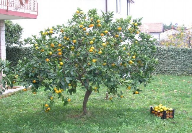 Апартаменты на Novigrad - Aпартамент в Новиград c терраса, Спутниковое / кабельное телевидение, WIFI, Балкон / Терраса (3663-1) Апартаменты на Novigrad - Aпартамент в Новиград c терраса, Спутниковое / кабельное телевидение, WIFI, Балкон / Терраса (3663-1)