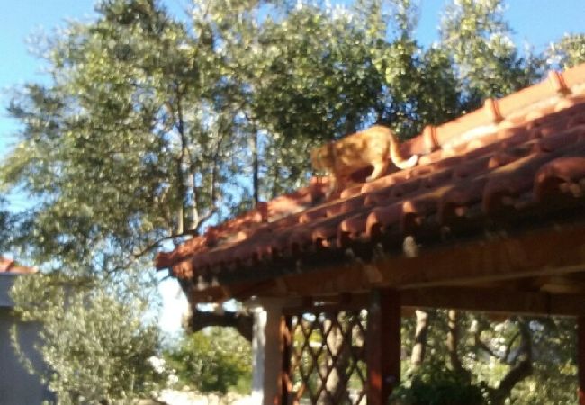 Апартаменты на Ražanj - Aпартамент в Ražanj c Вид на море, терраса, Спутниковое / кабельное телевидение, WIFI (3743-1) Апартаменты на Ražanj - Aпартамент в Ražanj c Вид на море, терраса, Спутниковое / кабельное телевидение, WIFI (3743-1)