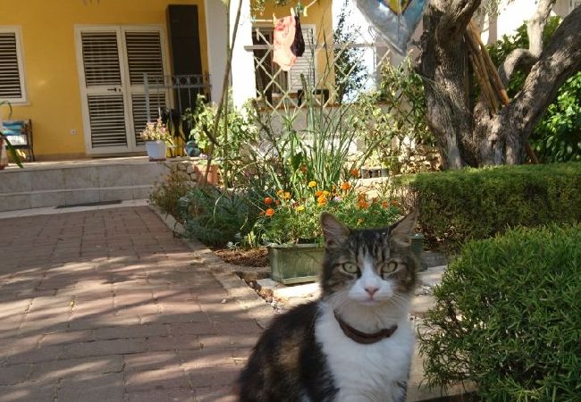 Апартаменты на Ražanj - Aпартамент в Ražanj c Вид на море, терраса, Спутниковое / кабельное телевидение, WIFI (3743-2) Апартаменты на Ražanj - Aпартамент в Ražanj c Вид на море, терраса, Спутниковое / кабельное телевидение, WIFI (3743-2)