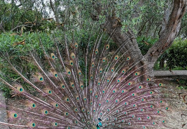 Апартаменты на Mali Lošinj - Aпартамент в Мали-Лошинь c Вид на море, терраса, Спутниковое / кабельное телевидение, WIFI (3780-2) Апартаменты на Mali Lošinj - Aпартамент в Мали-Лошинь c Вид на море, терраса, Спутниковое / кабельное телевидение, WIFI (3780-2)