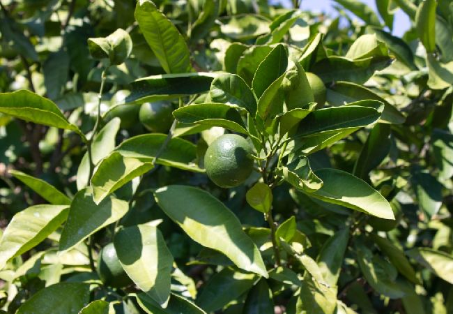 Апартаменты на Rogoznica - Aпартамент в Рогозница c балкон, Спутниковое / кабельное телевидение, WIFI (3338-4) Апартаменты на Rogoznica - Aпартамент в Рогозница c балкон, Спутниковое / кабельное телевидение, WIFI (3338-4)