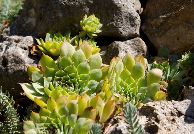 Апартаменты на Rogoznica - Aпартамент в Рогозница c балкон, Спутниковое / кабельное телевидение, WIFI (3338-4) Апартаменты на Rogoznica - Aпартамент в Рогозница c балкон, Спутниковое / кабельное телевидение, WIFI (3338-4)