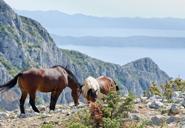 Квартира-студия на Podgora - студио Апартамент в Подгора c Вид на море, балкон, Спутниковое / кабельное телевидение, WIFI (4492-4) Квартира-студия на Podgora - студио Апартамент в Подгора c Вид на море, балкон, Спутниковое / кабельное телевидение, WIFI (4492-4)