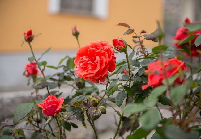 Дом на Icici - дом отдыха в Ичићи c Вид на море, балкон, Спутниковое / кабельное телевидение, WIFI (4683-1) Дом на Icici - дом отдыха в Ичићи c Вид на море, балкон, Спутниковое / кабельное телевидение, WIFI (4683-1)