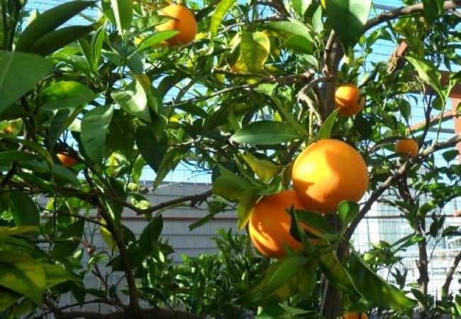 Апартаменты на Okrug Gornji - Aпартамент в Округ Горњи c Вид на море, терраса, Спутниковое / кабельное телевидение, WIFI (4790-2) Апартаменты на Okrug Gornji - Aпартамент в Округ Горњи c Вид на море, терраса, Спутниковое / кабельное телевидение, WIFI (4790-2)