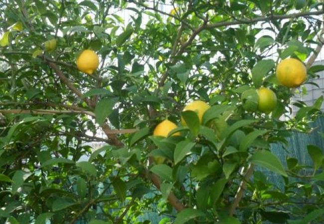 Апартаменты на Okrug Gornji - Aпартамент в Округ Горњи c Вид на море, терраса, Спутниковое / кабельное телевидение, WIFI (4790-2) Апартаменты на Okrug Gornji - Aпартамент в Округ Горњи c Вид на море, терраса, Спутниковое / кабельное телевидение, WIFI (4790-2)