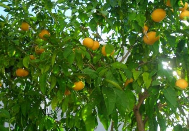 Апартаменты на Okrug Gornji - Aпартамент в Округ Горњи c Вид на море, терраса, Спутниковое / кабельное телевидение, WIFI (4790-2) Апартаменты на Okrug Gornji - Aпартамент в Округ Горњи c Вид на море, терраса, Спутниковое / кабельное телевидение, WIFI (4790-2)